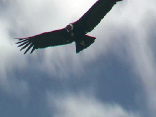 ��I(y��)����Ƭ�Č��|(zh��)����